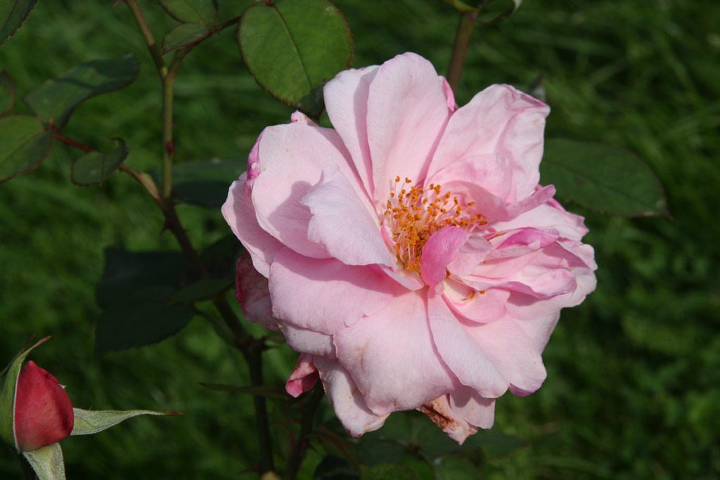 růže Mrs. Henry Morse