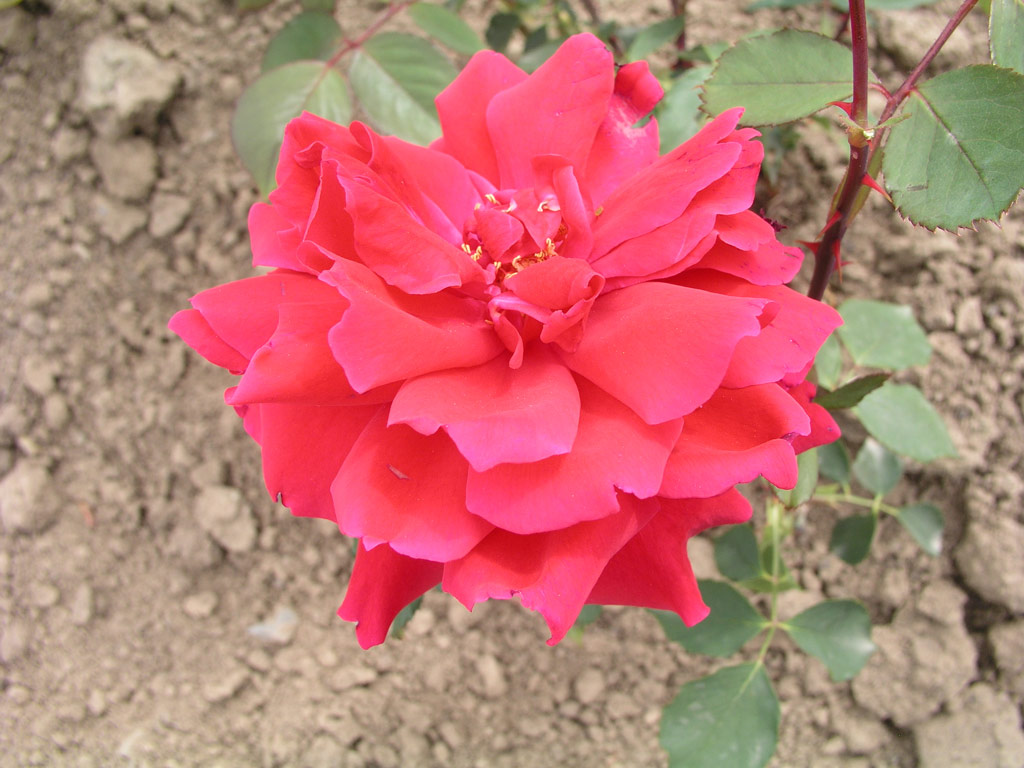 růže Mrs. Henry Winnett