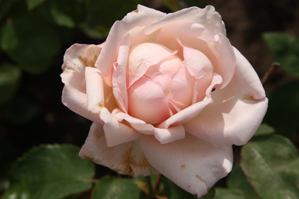 růže Mrs. Hugh Dickson