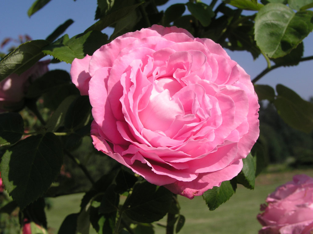 růže Mrs. John Laing