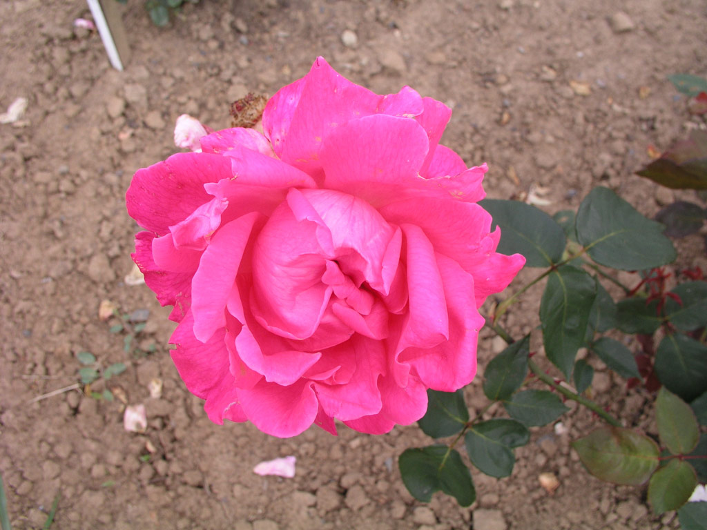 růže Mrs. L. B. Coddington