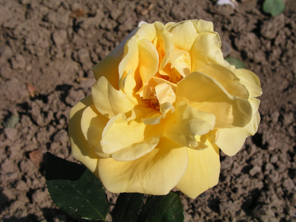 růže Mrs. Pierre S. du Pont