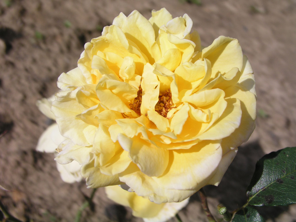 růže Mrs. Pierre S. du Pont