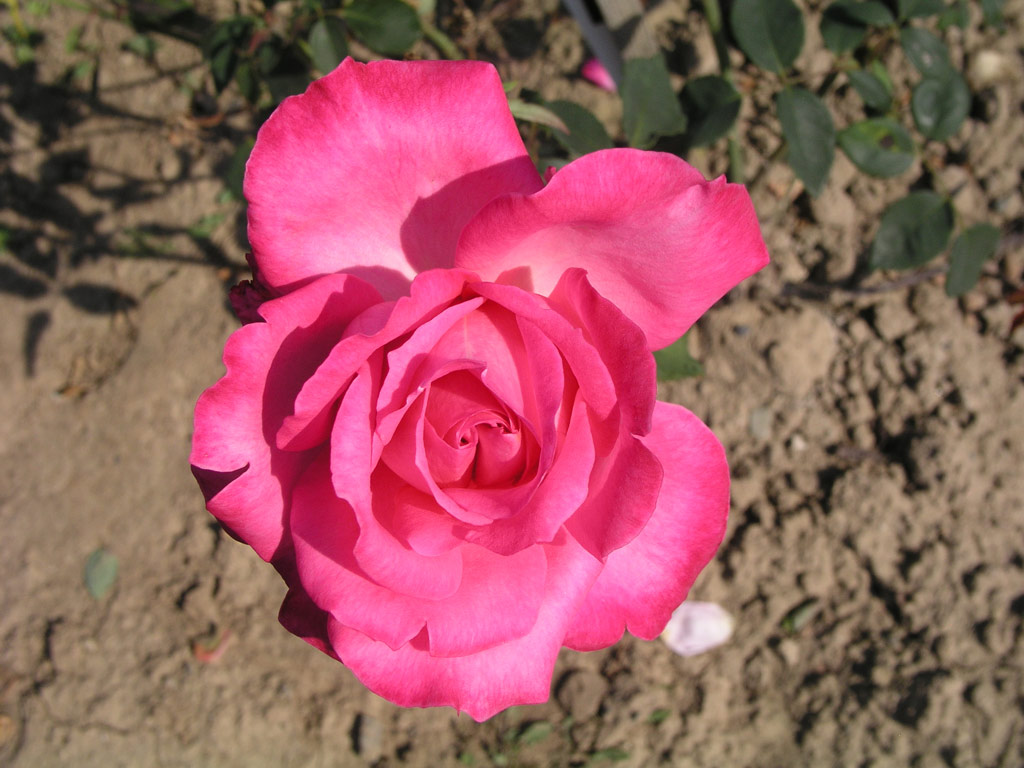 růže Mrs. R. B. Molony