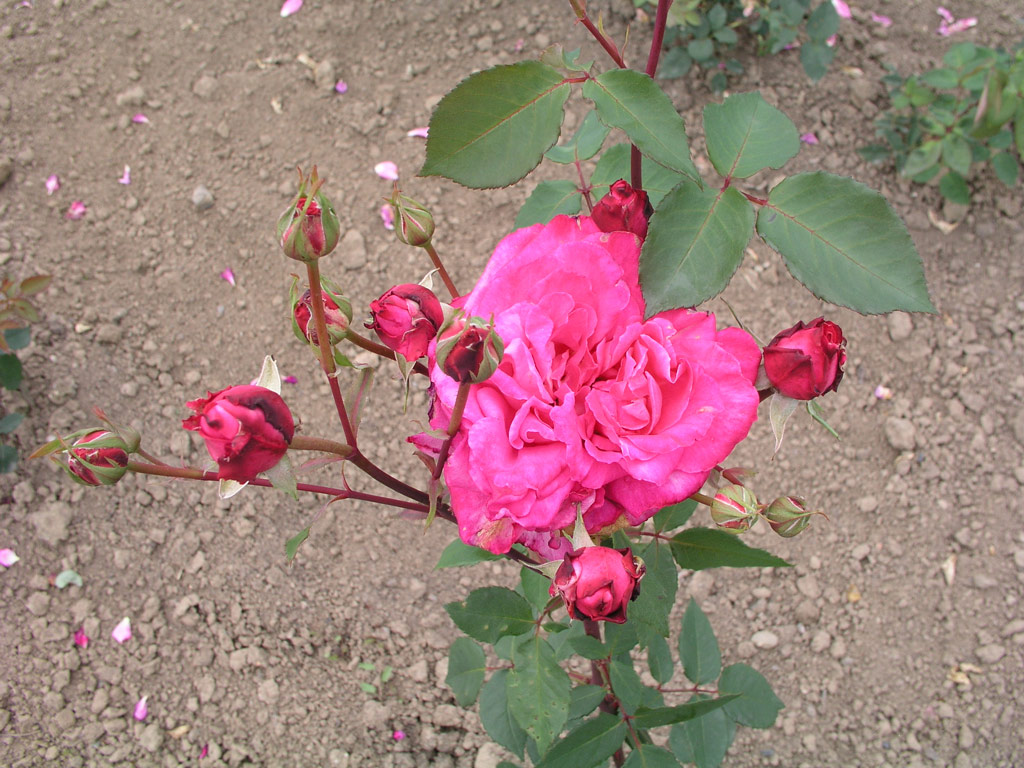 růže Mrs. R. B. Molony