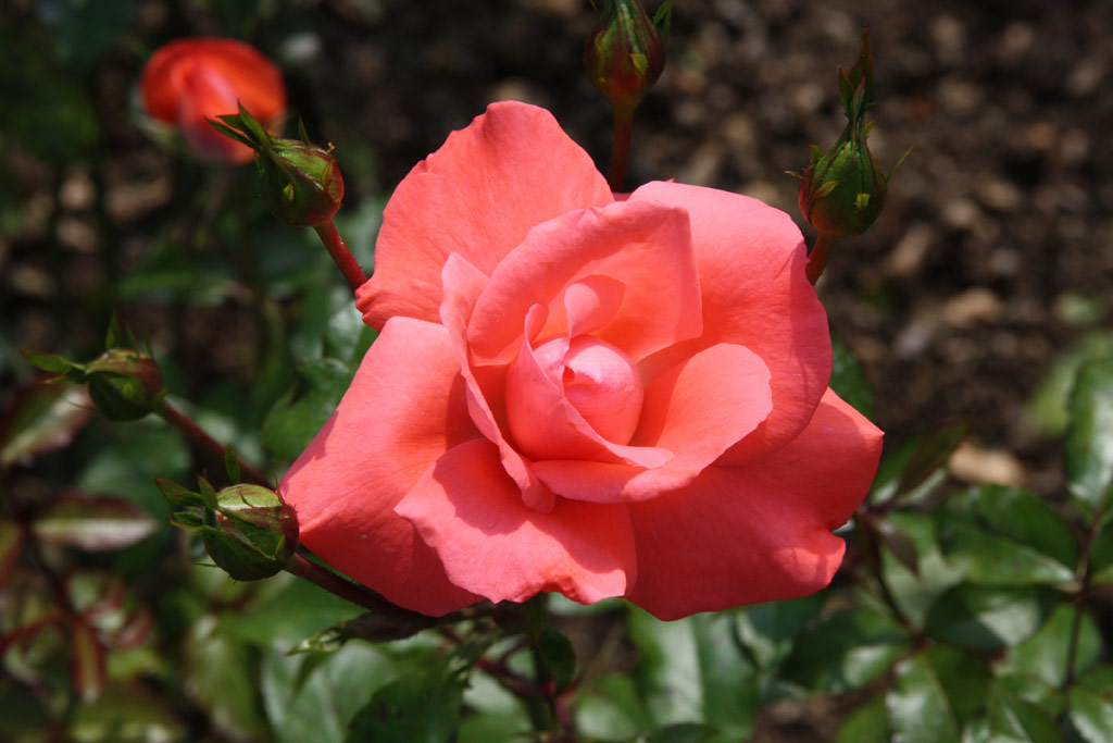 růže Mnchen Kindl