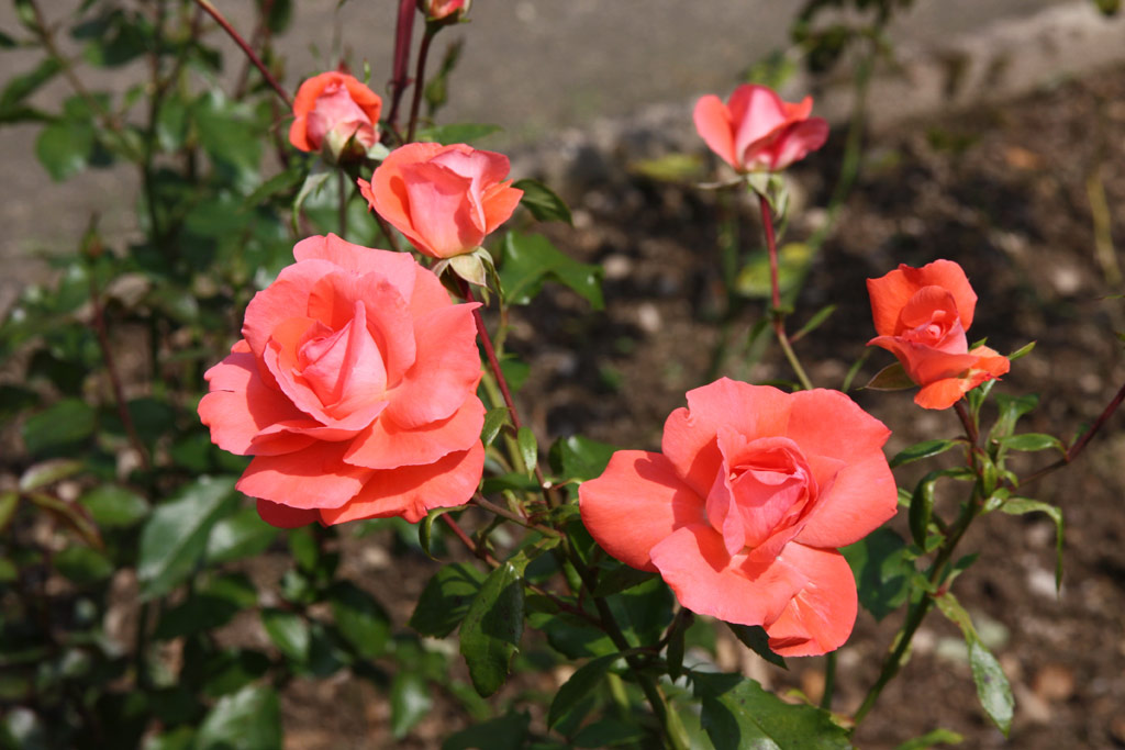 růže Mnchen Kindl