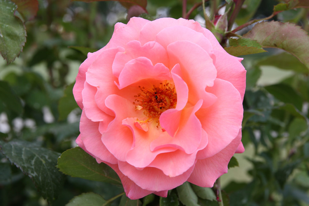 růže Mnsterland