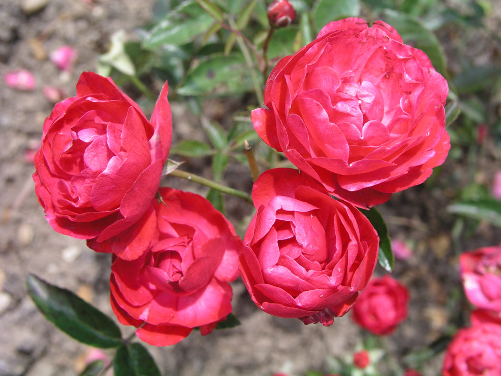 růže Muttertag