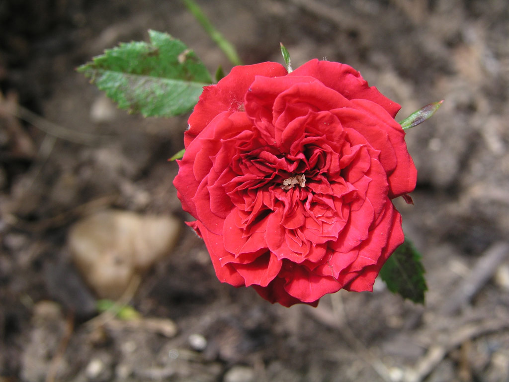 růže My Valentine
