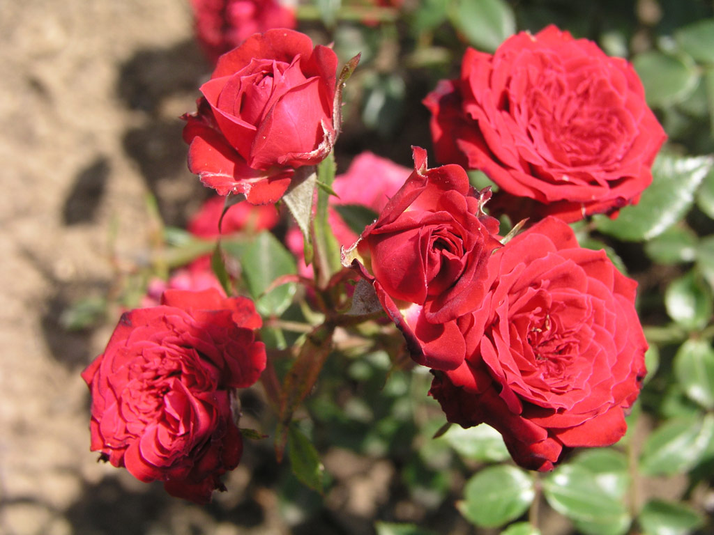 růže My Valentine