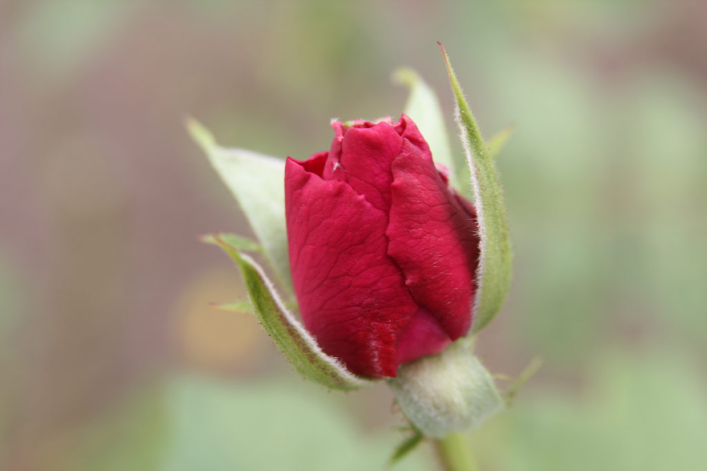 růže Mystrieuse