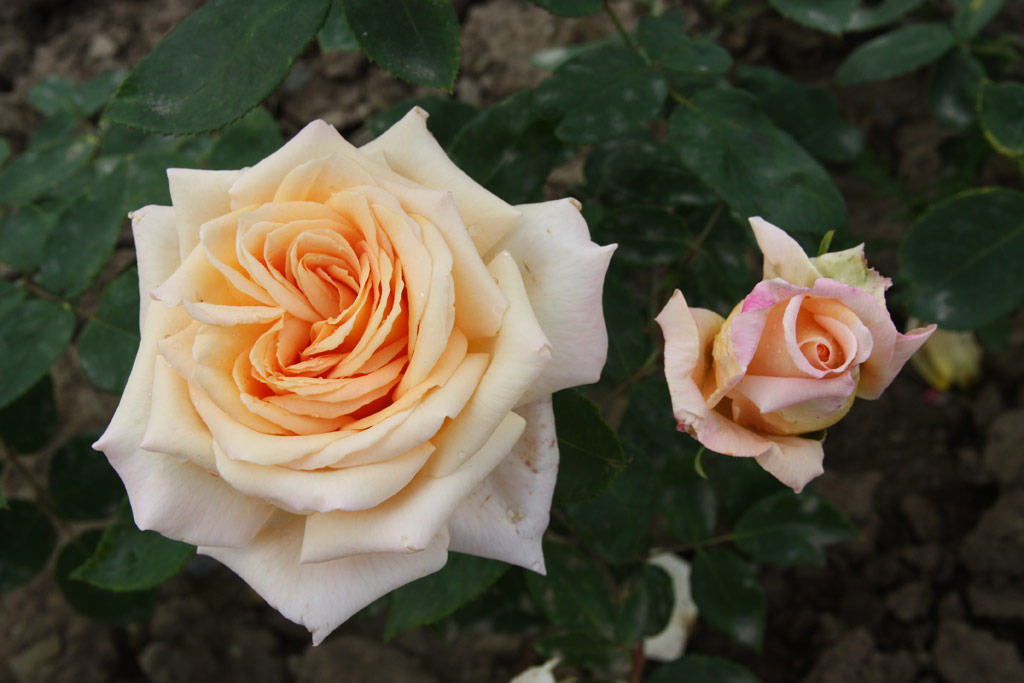 růže Mystic Gem (Kunratice)