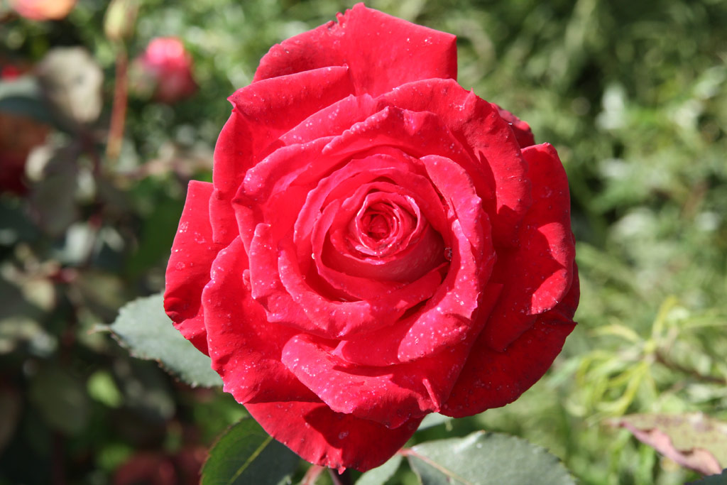 růže Mystica