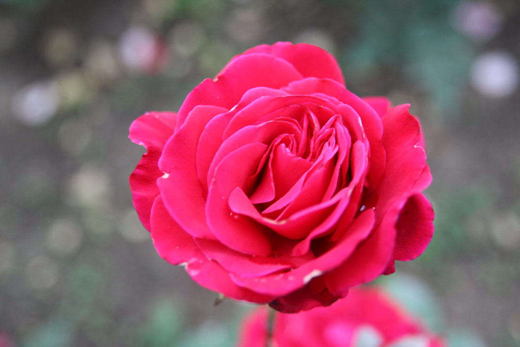 růže Nagy Imre Emlke