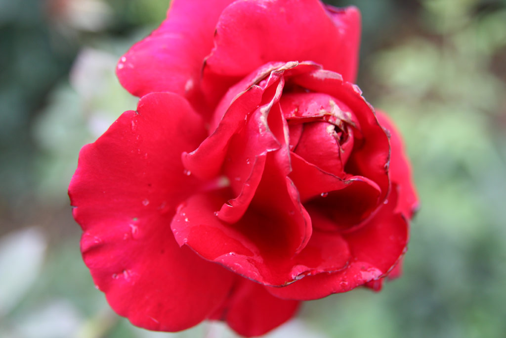 růže Nagy Imre Emlke