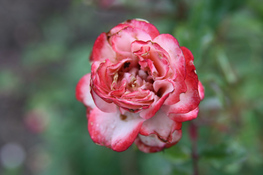 růže Nagy Lajos Kirly Emlke