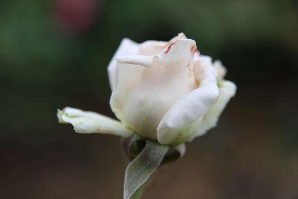 růže Nagyenyed