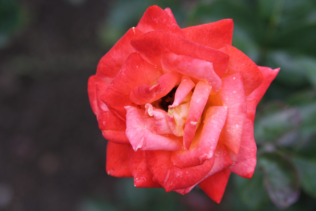 růže Nagymajtny