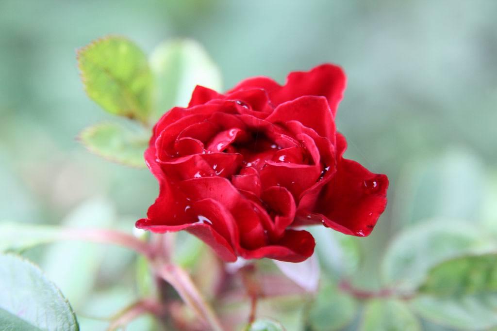růže Nagyszombat
