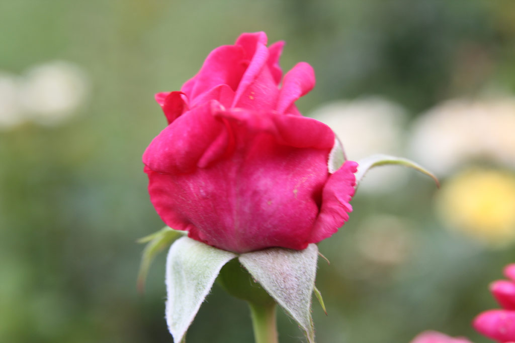 růže Napkelet