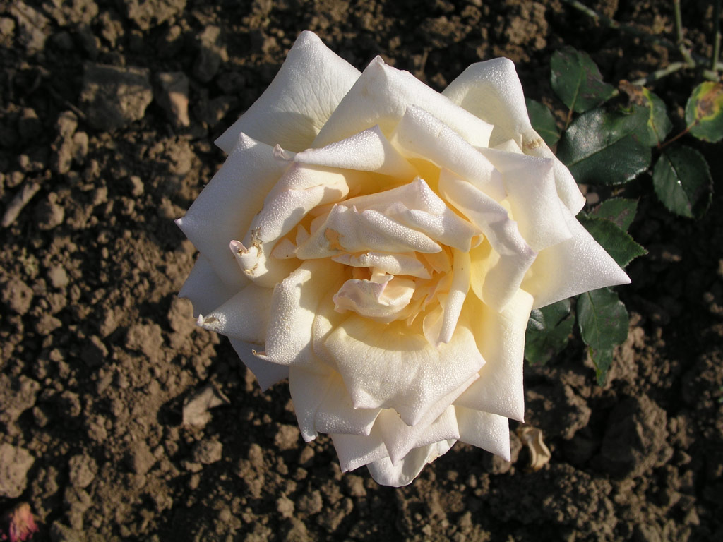 růže Narzisse