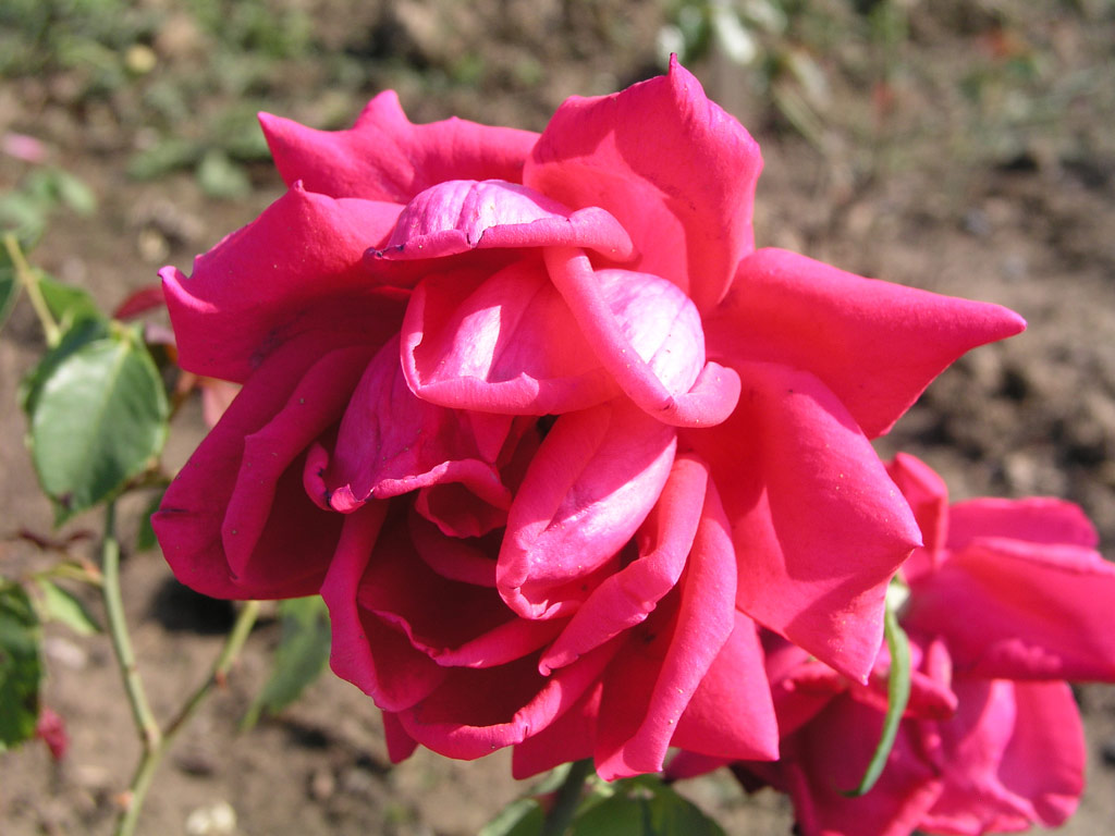 růže National Flower Guild