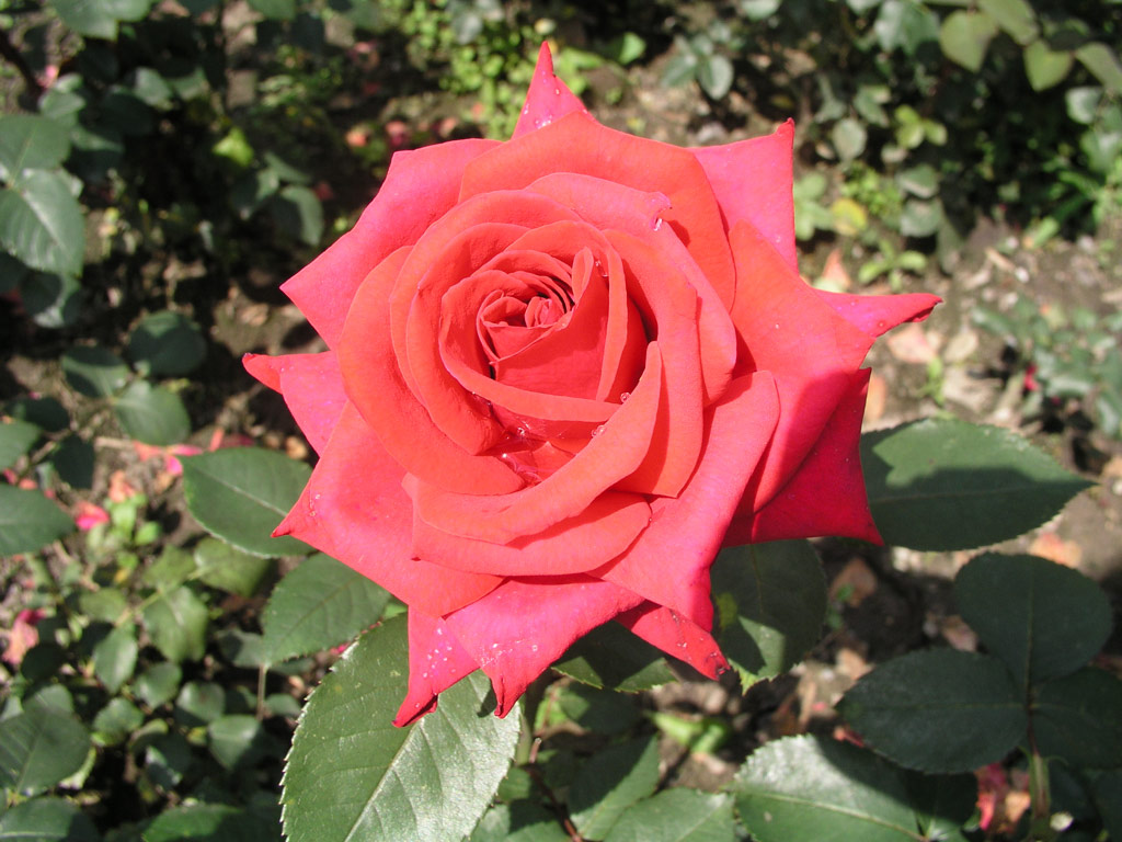růže National Stolz