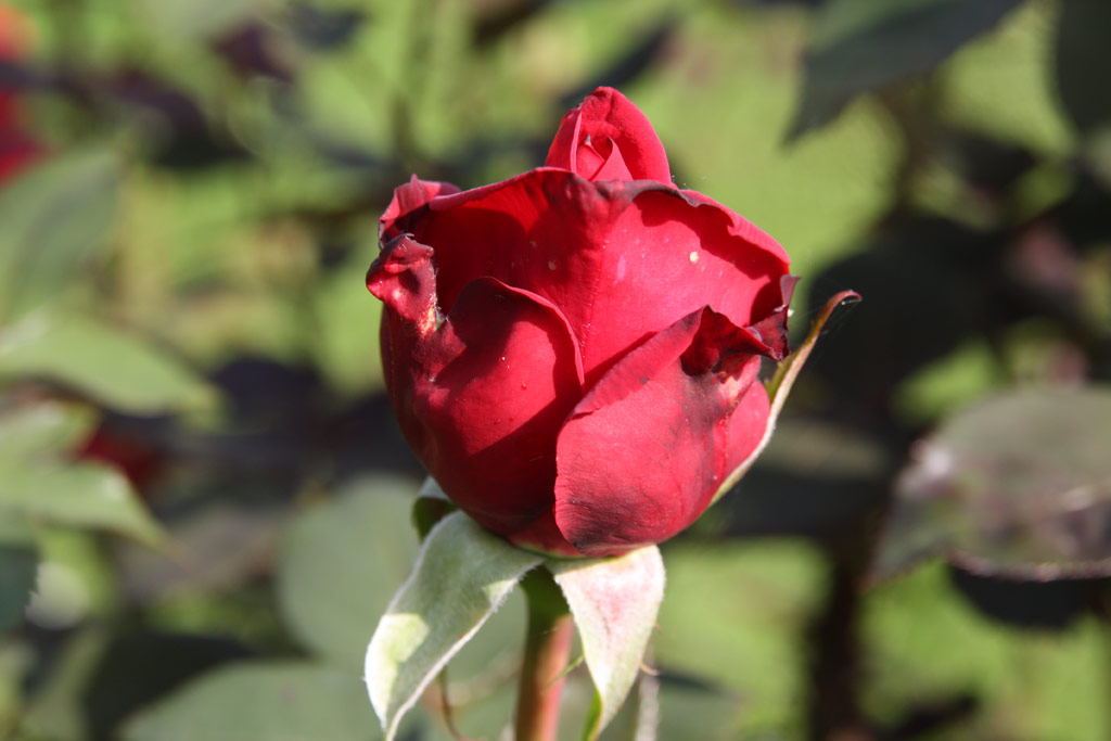 růže National Stolz