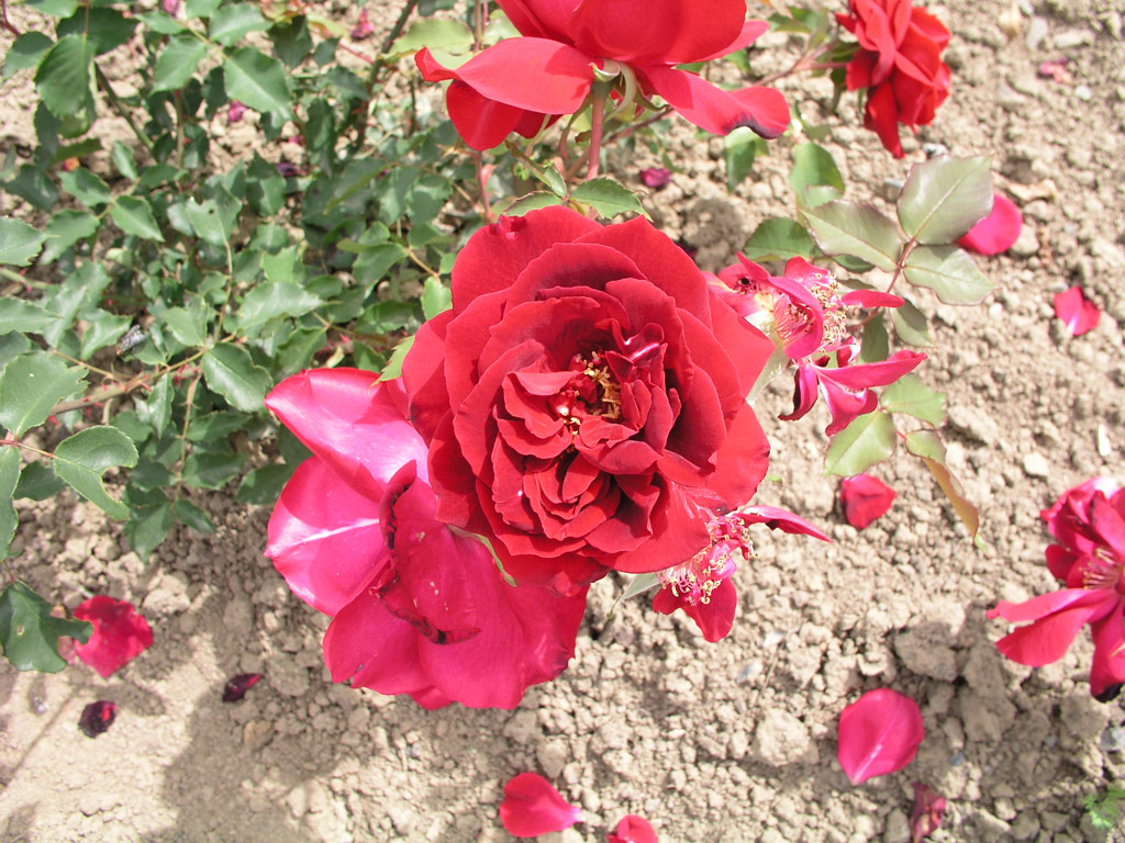 růže Nederland
