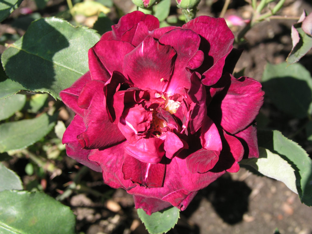 růže Negride