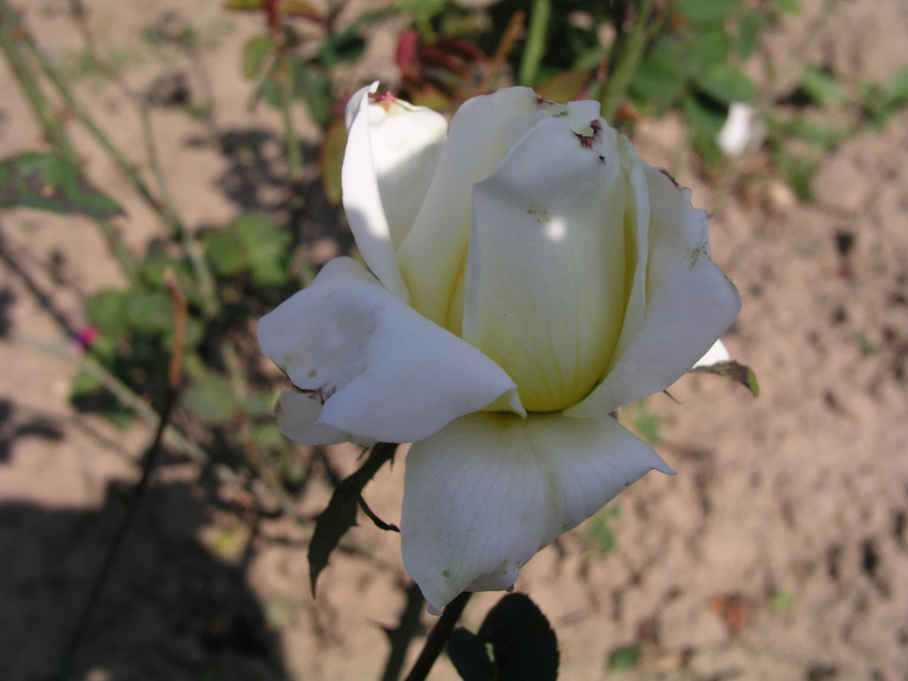 růže Nelly Verschuren