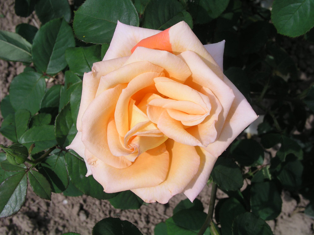 růže Nette Ingeborg