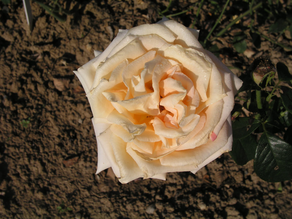 růže Nette Ingeborg