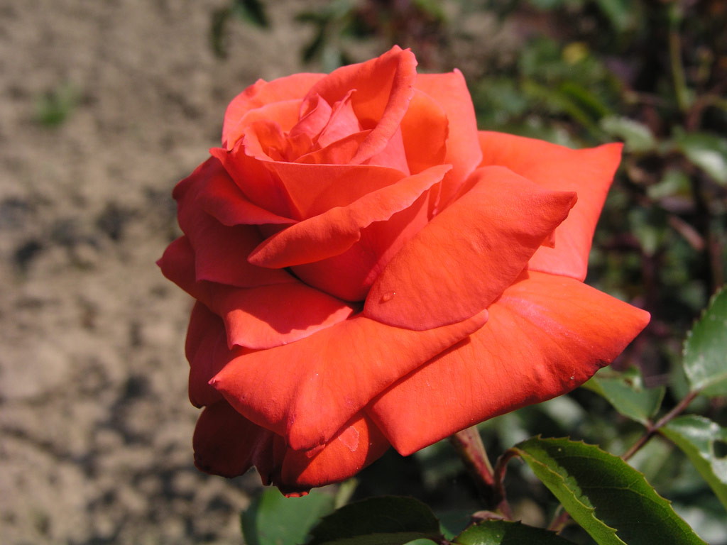 růže Neues Europa (Kordes)