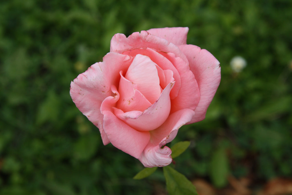 růže New Zealand