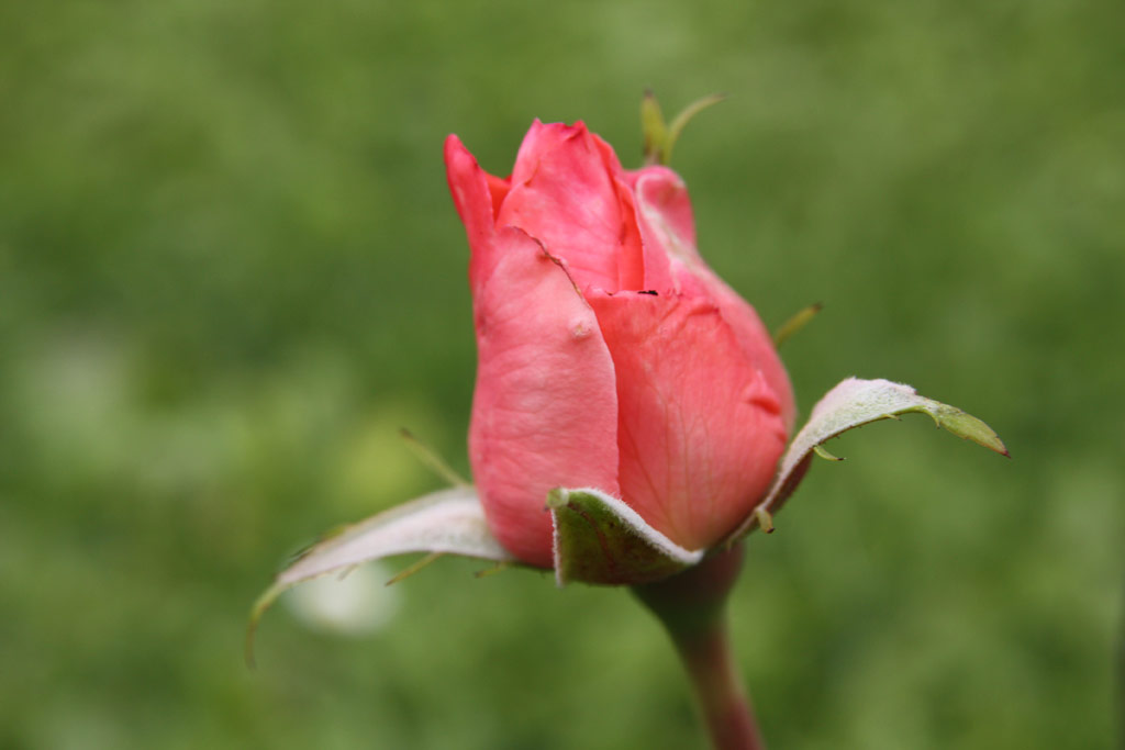 růže New Zealand