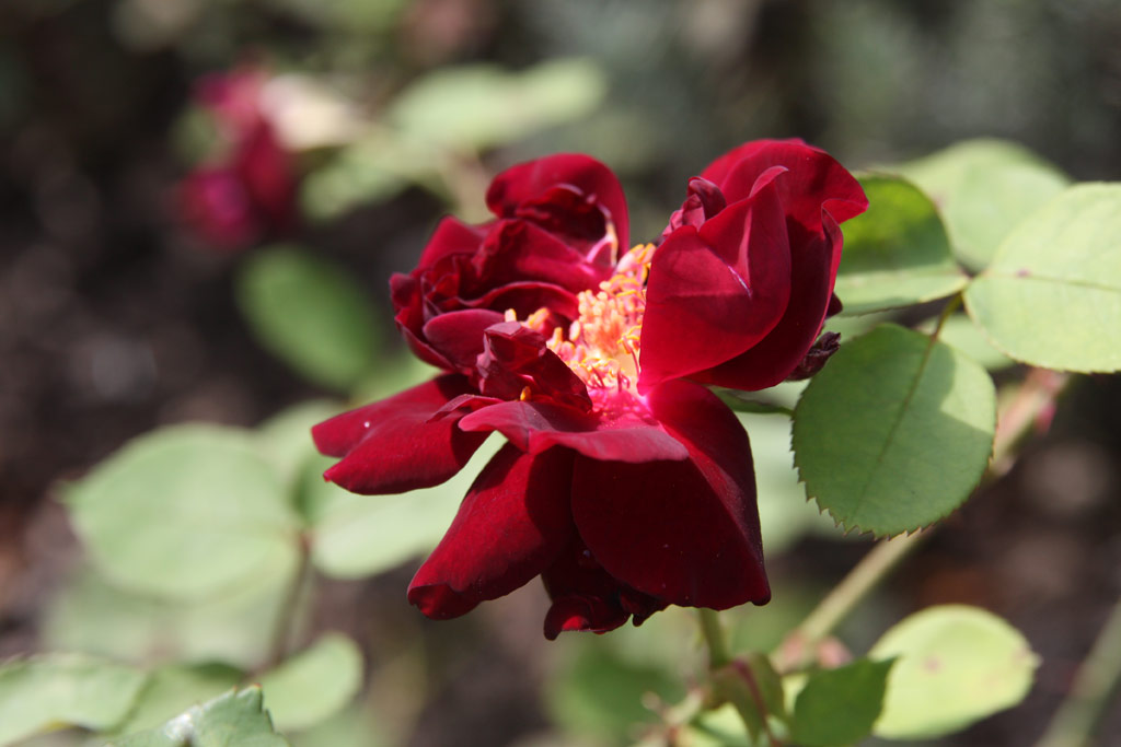 růže Nigrette