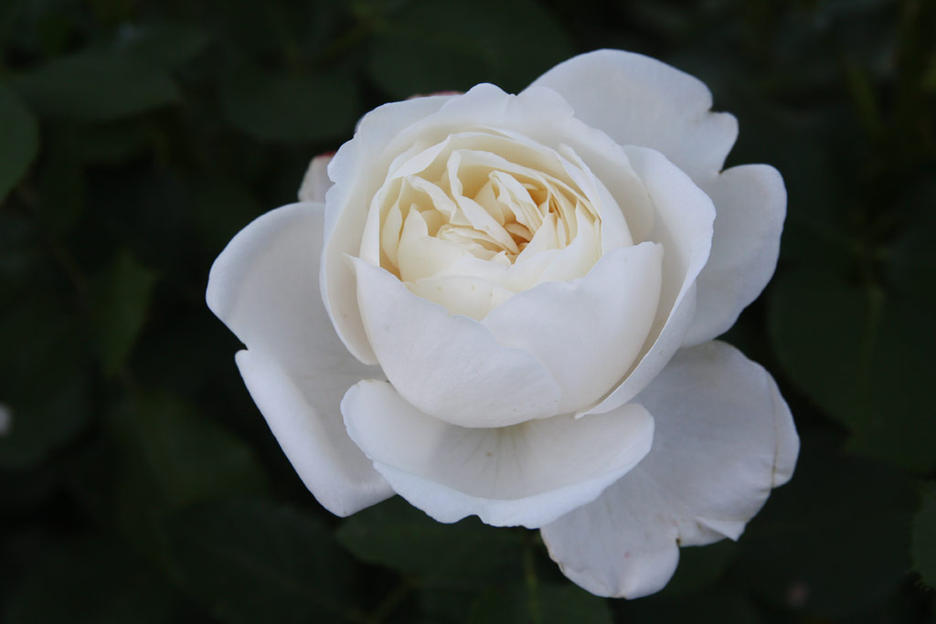 růže Nina Renaissance