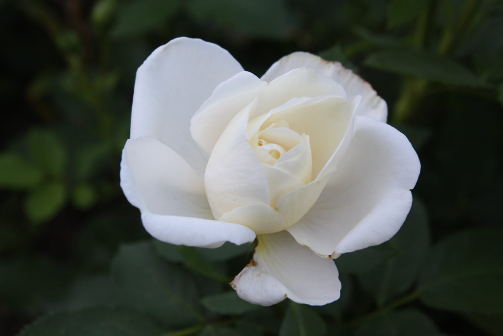 růže Nina Renaissance