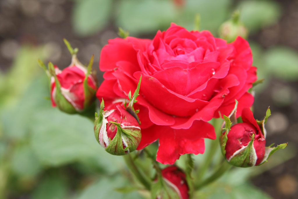 růže Nina Weibull