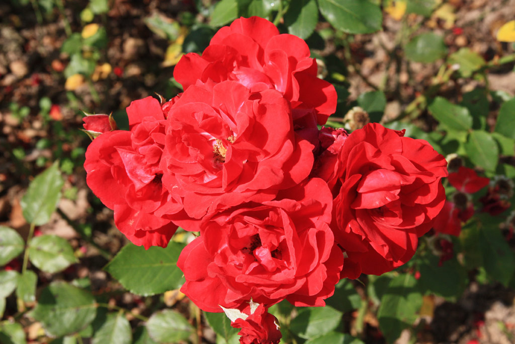 růže Nina Weibull