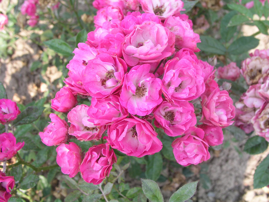 růže Norbert Levavasseur