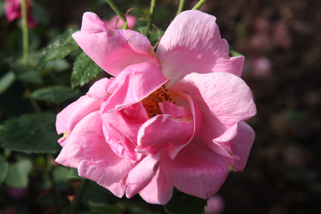 růže Nordlicht (Kiese)