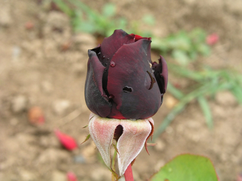růže Norita