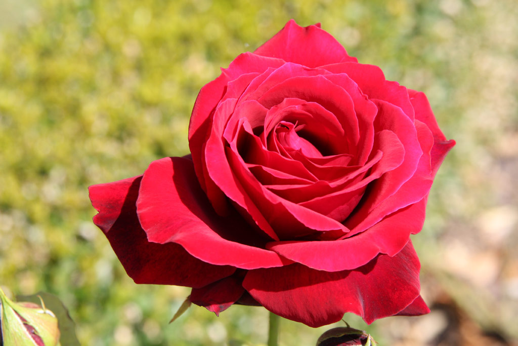 růže Norita