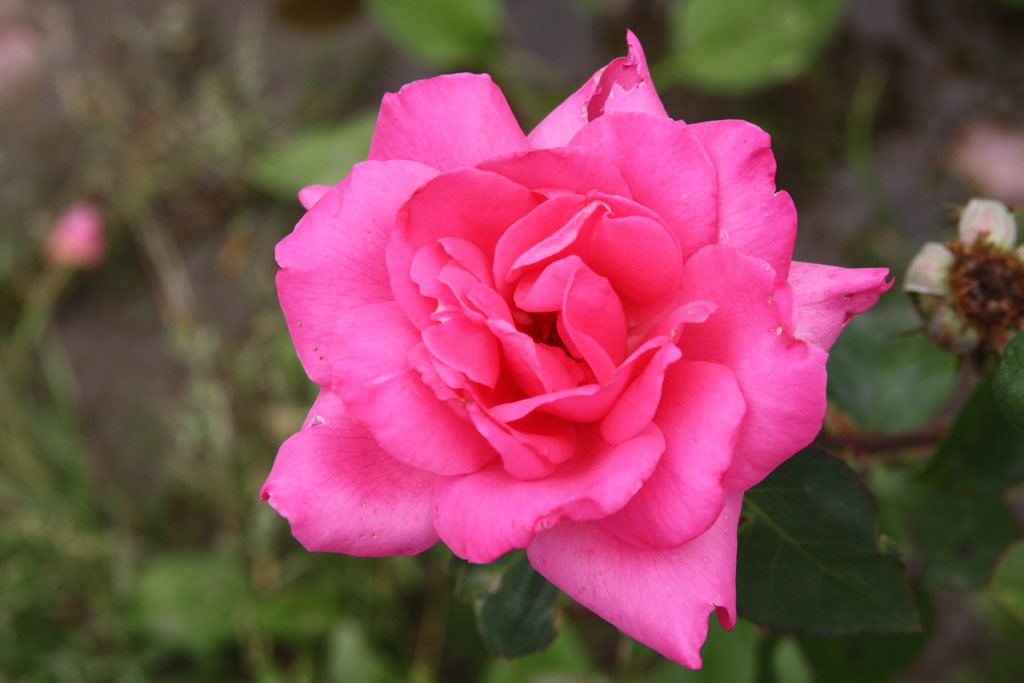 růže Nyrd