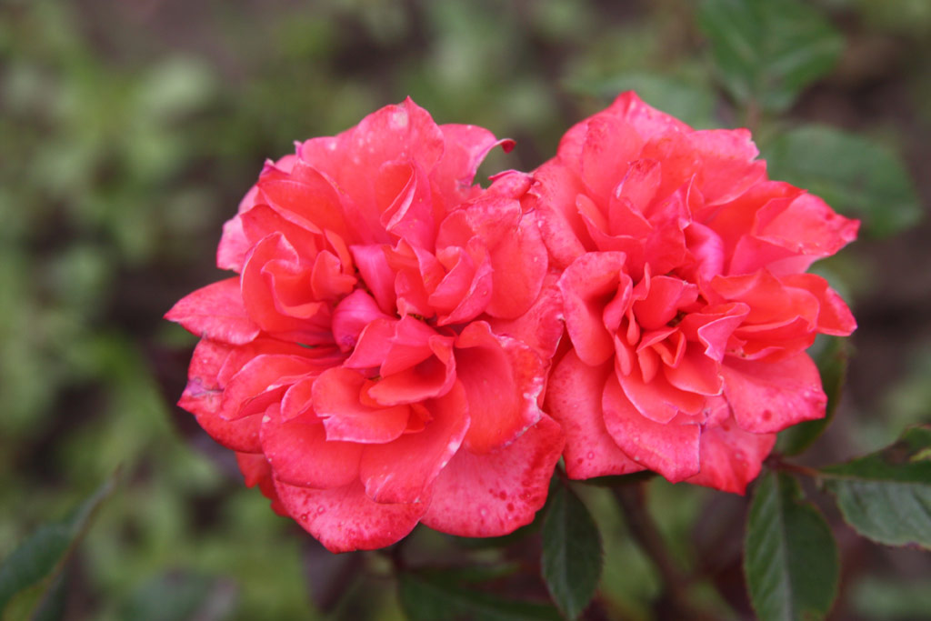 růže Nyr Jzsef Emlke
