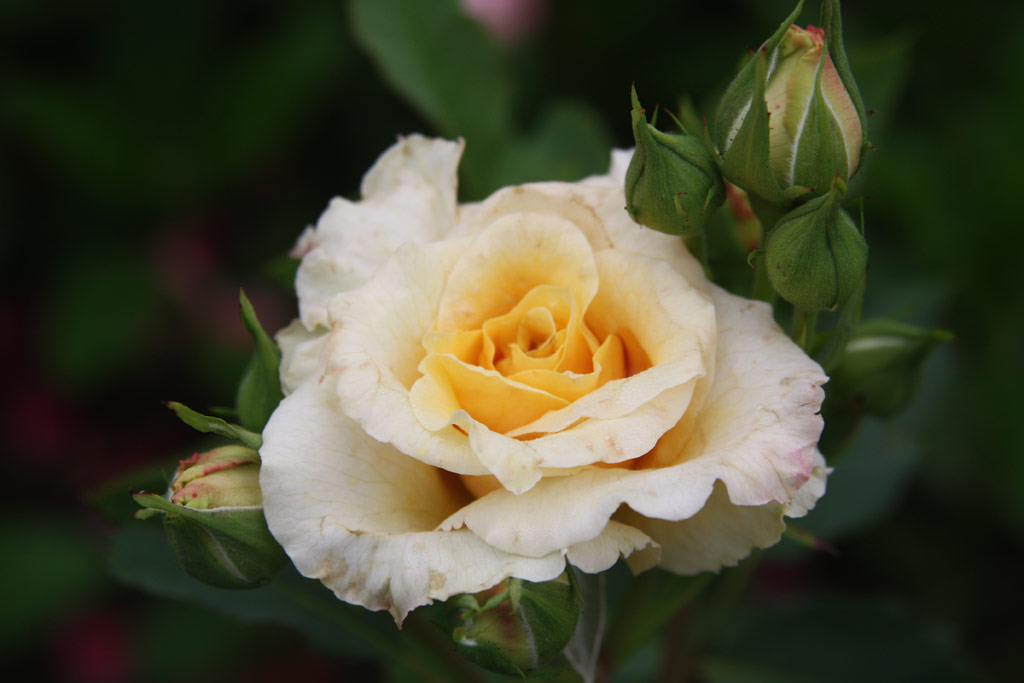 růže Nyitra