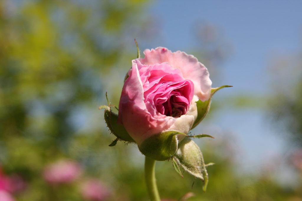 růže Nymphe Tepla